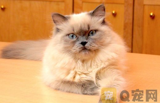 猫咪太热了怎么降温？